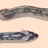 Veja a diferença entre cobras venenosas e não venenosas