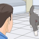 Ganhando a confiança de um gato