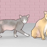 Ganhando a confiança de um gato de rua