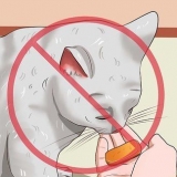 Afastando os gatos