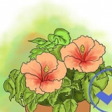 Cultivo de hibisco ao ar livre