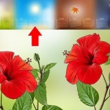 Propagação de hibisco