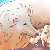 Fazer os cães pararem de comer cocô de cachorro