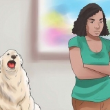 Como fazer os cães pararem de uivar