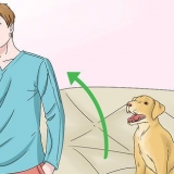 Fazer os cães pararem de lamber