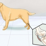 Ajudar cães com problemas articulares e rigidez