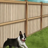 Desencorajando os cães a fazer cocô no quintal