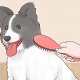 Mantendo os cães aquecidos no inverno