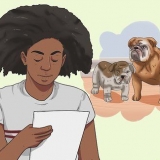 Calculando os anos do cão