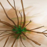 Poda de hortênsias