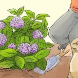 Preparando hortênsias para o inverno
