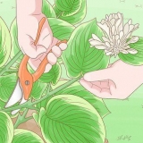 Poda de hostas