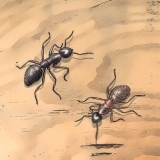Reconhecer formigas carpinteiras