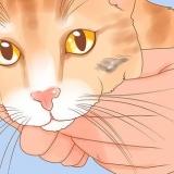 Reconhecendo o câncer de pele em um gato