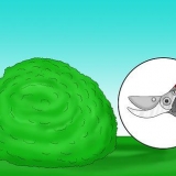 Poda de azevinho
