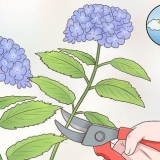 Cortar flores de hortênsia