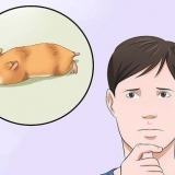 Intervir se o seu hamster não se mexer