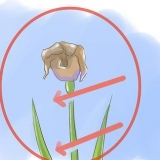 Cuidando de íris quando as flores morrem