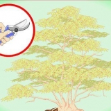 Poda de bordo japonês