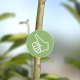 Cultivo de jasmim a partir de estacas
