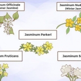Cultivo de jasmim