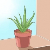 Cuidando do seu aloe vera