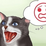 Acalmando seu gato bravo