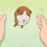 Treinando seu porquinho da índia