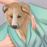 Certificando-se de que seu cão está bem após o parto
