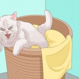 Peça desculpas a um gato