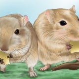 Fazendo seu gerbil feliz