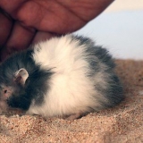 Banhando seu hamster