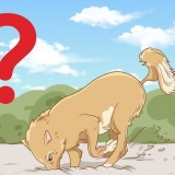 Pare seu cão de cavar
