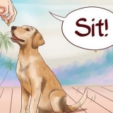 Ensine comandos básicos ao seu cão