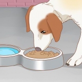 Tratando seu cachorro