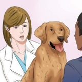 Deixe seu cão comer ração seca