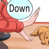 Dando treinamento de obediência ao seu cão antes que ele tenha 10 semanas de idade