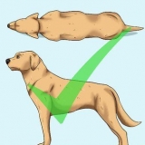 Ajude seu cão a perder peso