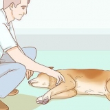 Ajudando seu cão com um derrame