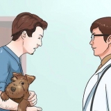 Ajudando seu cão a perder o pelo