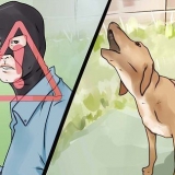 Como fazer seu cachorro parar de latir para desconhecidos