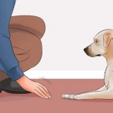 Ensinando seu cão a deitar morto sob comando