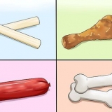 Ensinando seu cachorro a falar