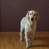 Ensine seu cachorro a sentar