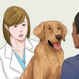 Colocar seu cão em uma dieta