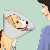 Mantendo seu cão calmo após a castração