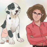 Treinando seu cão para não fugir