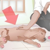Cuidando do seu cão após a castração