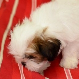 Cuidando do seu cachorro