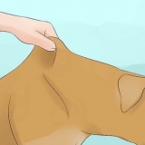 Deixe seu cachorro beber água